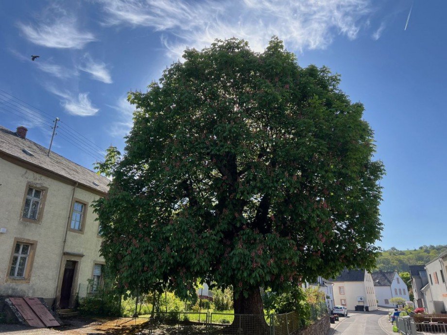 Au�enansicht Haus Langsur Mesenich