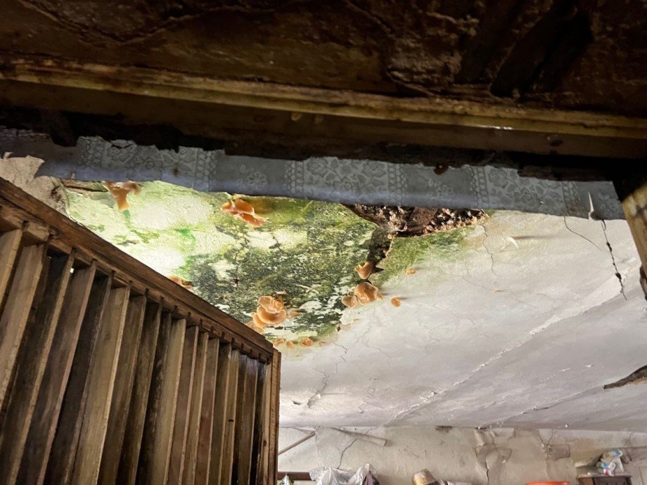 Massiver Schimmel + Pilzbefall Haus Langsur Mesenich